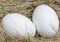 Wooden Fake Eggs,9 Pieces White Wooden Easter Egg Wood Eggs for Crafts Home Decorv